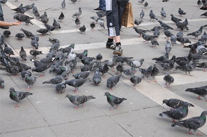 廣場地上滿是白鴿,小朋友連自己餐盒bread都拿來餵,某人走入鴿群中測試鴿膽量.答案..唔驚人.