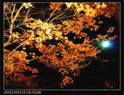 夜間紅葉在燈光下特別吸引