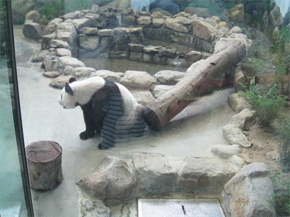 超活躍熊貓...