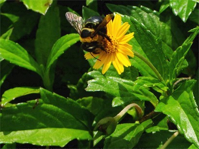 有蜜蜂, 有蝴蝶~~ 大自然~