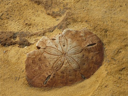 美麗的海膽化石