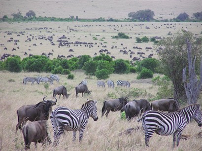 每年7月, 數百萬隻牛羚和斑馬為了食物, 由坦尚尼亞遷徒到肯亞, 9月底再返家鄉.