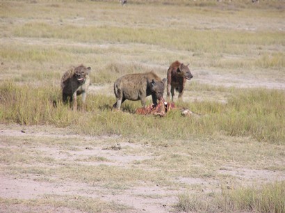 鬣狗（hyaena）強而有力的牙齒, 從頭咬到骨, 一口氣可以吃15公斤的肉!