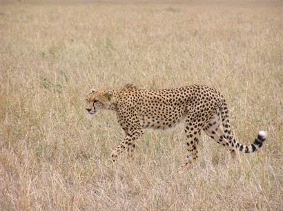 獵豹(Cheetah) : 身形修長, 黑圓點花紋, 如淚痕直紋從眼延至嘴角, 活動範圍限於地面.