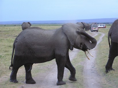 大笨象過馬路