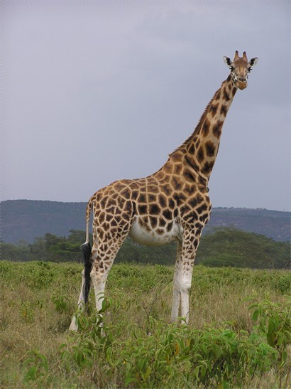 長頸鹿 Giraffe