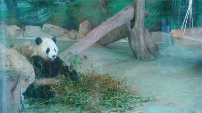 忙著吃的熊貓
