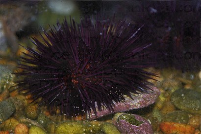 水族館入面嘅紫海膽