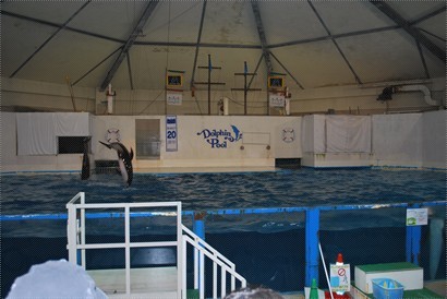 dolphin pool