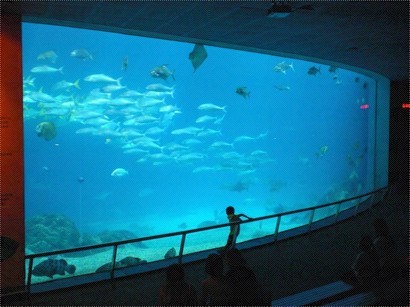 大洋池，展示大型魚類