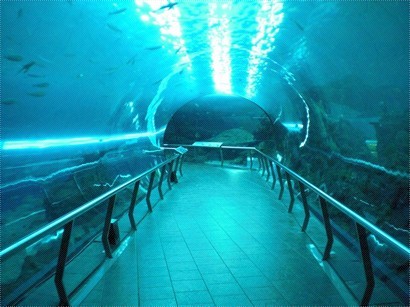 81M長嘅海底隧道，號稱亞洲最長，體驗下海洋世界。