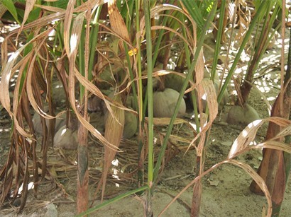 地下生長的椰子