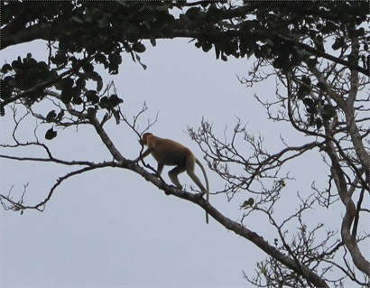 發現了! 由於長鼻猴都生活在樹上, 如沒有單鏡的話是沒有什麼收獲的.