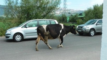 進入黑山前的牛