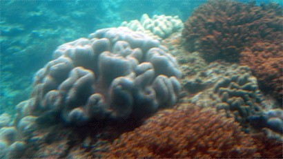 珊瑚礁景一