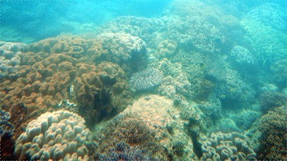 珊瑚礁景二