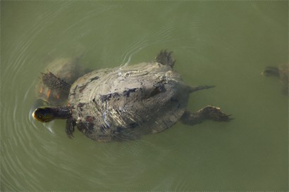 巨型班龜,在香港難尋