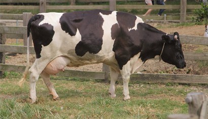 荷蘭的大乳牛也可以在這找到
