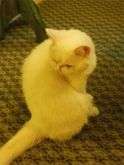 加菲臉白貓一枚