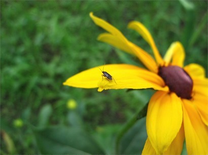 小昆蟲在花間歇息