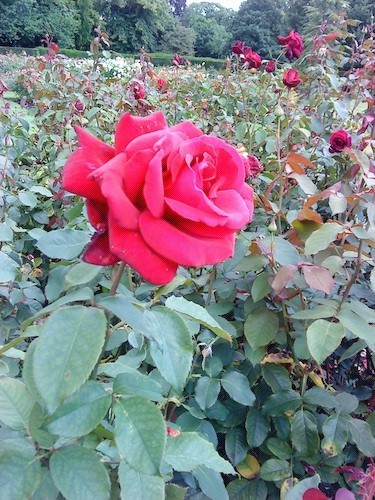 Greenwich Park Rose Garden