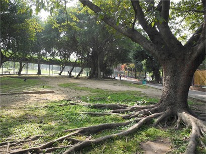 公園中央嘅迴廊，種有多夥老榕樹！