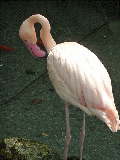 唔係塑像, 係一隻活生生的Flamingo
