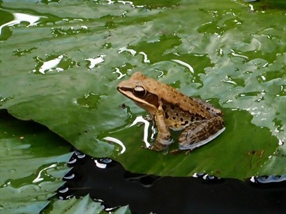 Cafe' 嘅小池塘有一隻小青蛙