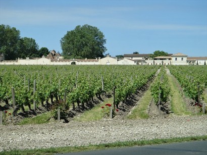 Margaux: 葡萄園