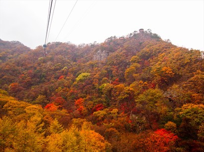 坐纜車下山，回頭一看風景也很吸引，楓葉有紅、燈、黃、綠，美爆了！