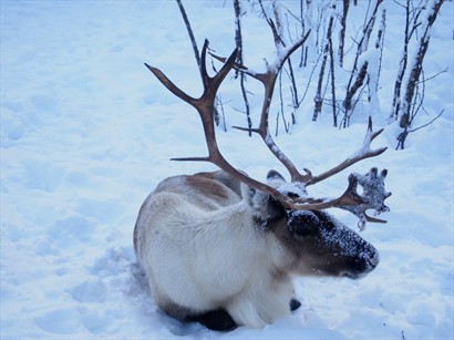 只在聖誕卡看過這麼美麗的鹿