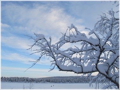 被雪覆蓋的樹枝充滿美態
