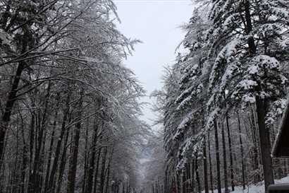 山腳兩排樹林，都掛上了白皚皚的雪