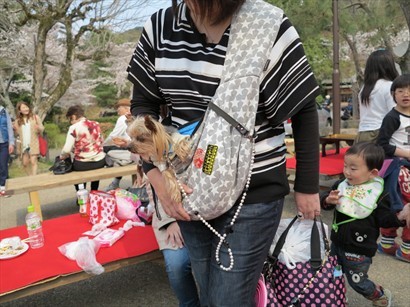 賞櫻是日本人指定的春節活動，小朋友與寵物們都湊湊熱鬧呢~