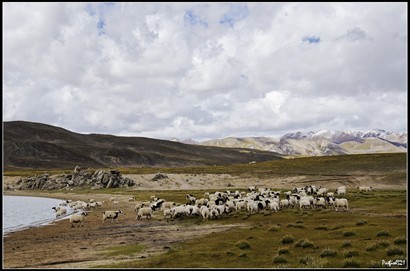 大家開始衝着那羊群而去，但其實羊很怕人，當越行得近，羊便走得更遠，所以不應這樣直接進去的，我的朋友正在趕羊似的。