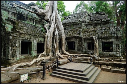 粗大的樹根莖幹盤結纏繞，粗壯得發亮的樹根樹莖伸到屋頂，纏上樑柱，探入石縫，裹起迴廊。