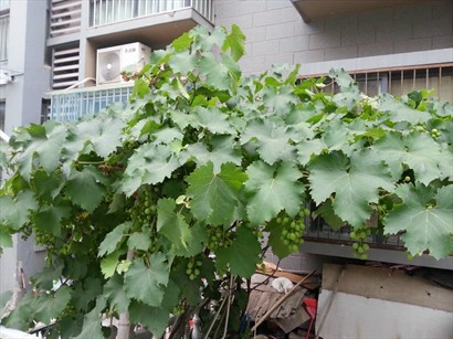 鄰家種植的葡萄!