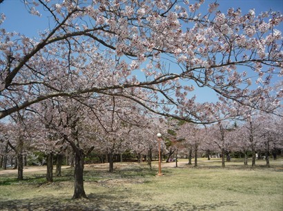 佛國寺外的櫻花公園，櫻花怒放，令我地都心花怒放，真開心呀～