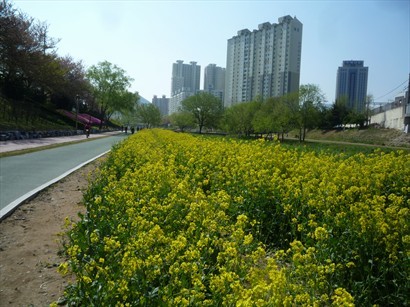 若左邊的櫻花樹也齊齊開花，加上黃色的油菜花田，必定更美！