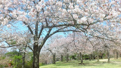 佛國寺外的櫻花公園，場面幾壯觀，株株皆怒放，真係好靚呀！