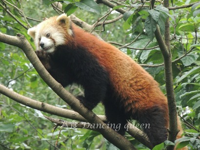 Red panda 