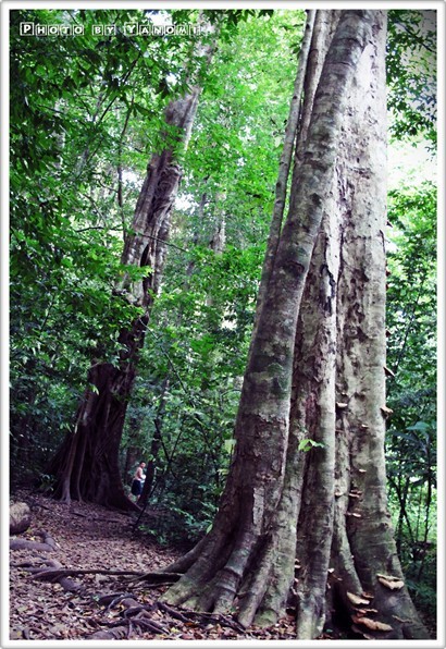 行完少段石屎路~要穿越森林地帶  我本身好鐘意巨樹~因為起碼過百年歲數(好難得)  生長得又大又高又粗壯~回看自己係地球上..真係好渺少呢