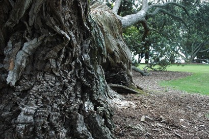  糾結的樹根道盡巨木的不凡經歷
