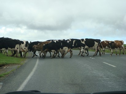 沿途隨時可見牛隻過路