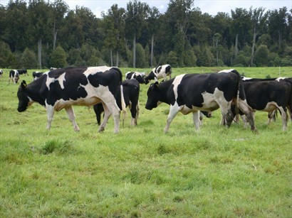 紐西蘭印象 ﹣ 乳牛加草原