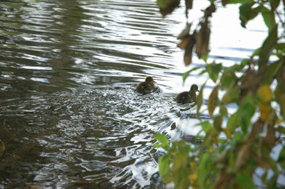 小鴨優遊的在河上習泳