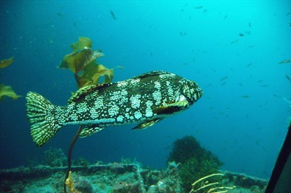 水底下孕育不同品種的魚類