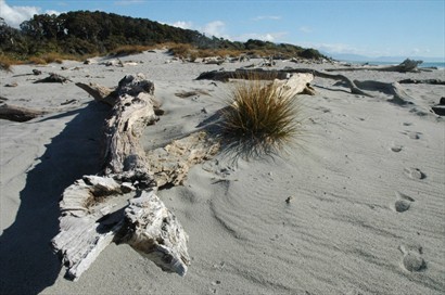 孤零零的枯木，成為了岸上的裝飾品