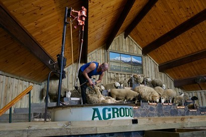Shearing Wool