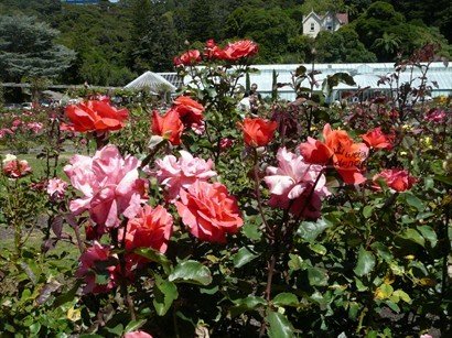 Lady Norwood Rose Garden 